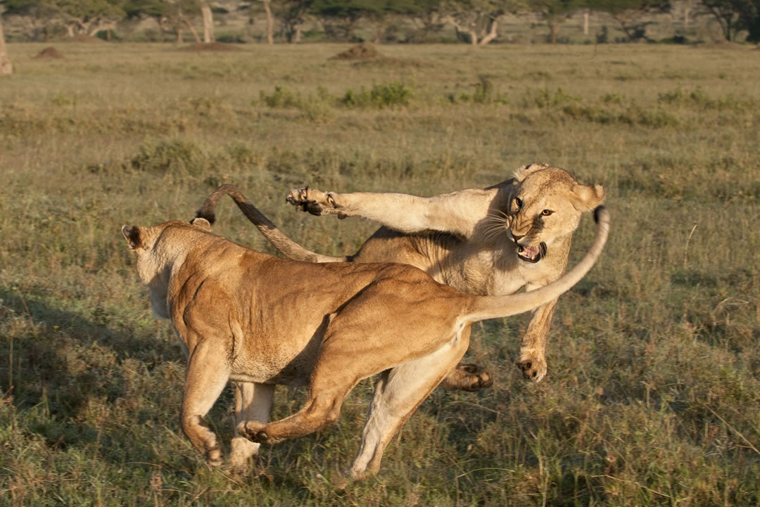 masfo-close-to-nature